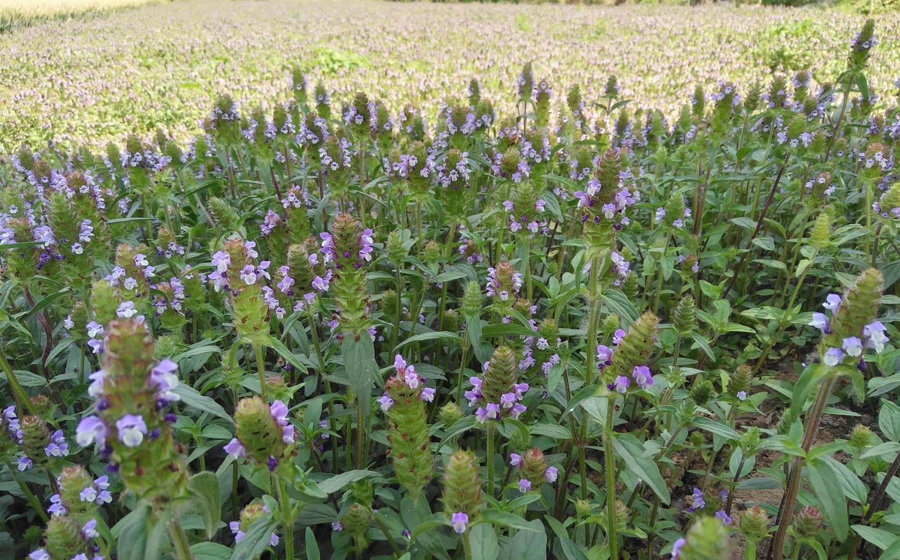 野花图片：农村10种野花野草